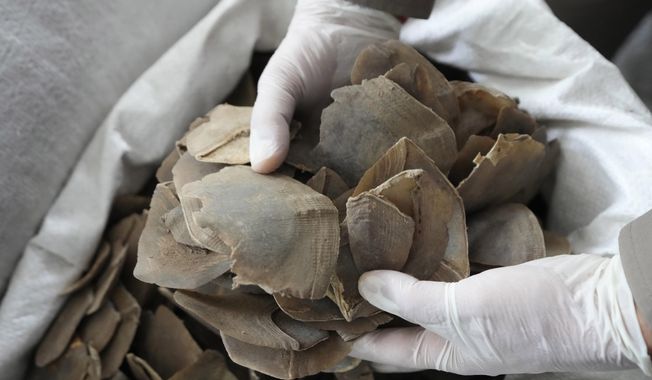 Thai officers displays seized pangolin scales during a news conference at the Natural Resources and Environmental Crime Division in Bangkok, Thailand, Thursday, Aug. 17, 2023. Thai authorities say they have seized more than a ton of pangolin scales worth over 50 million baht ($1.4 million) believed to be on the way out of the country through a land border. (AP Photo/Sakchai Lalit)